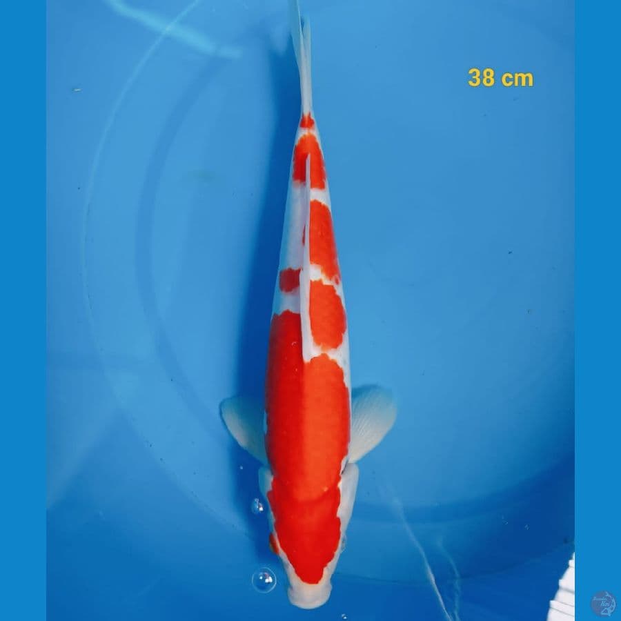 SQ Kohaku M 38 cm