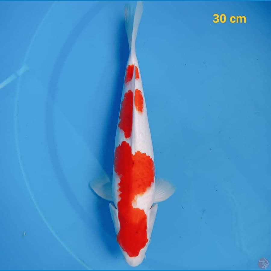 SQ kohaku strong 30 cm