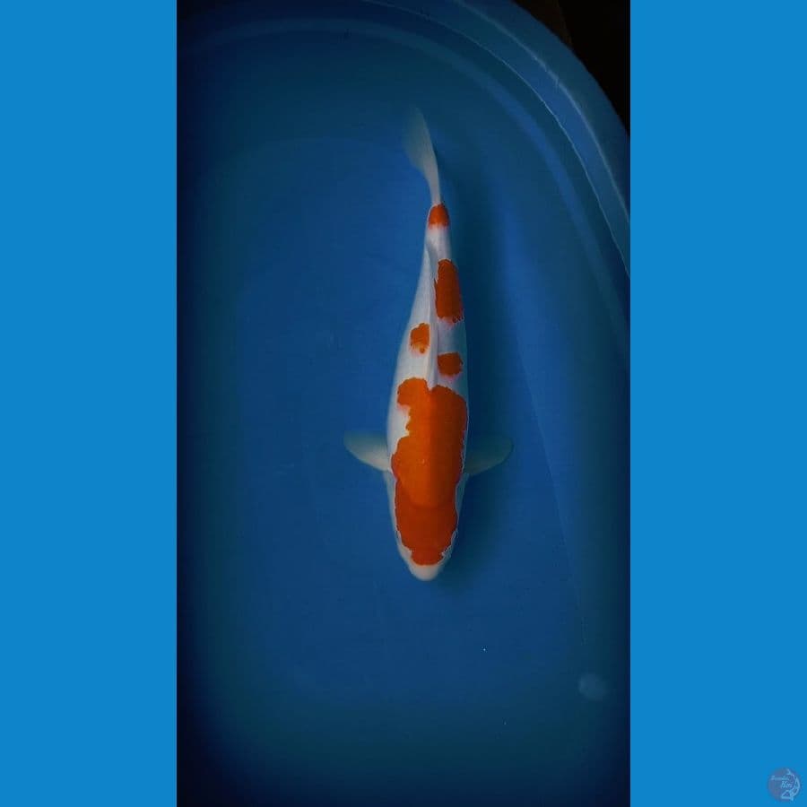 kohaku 42cm F