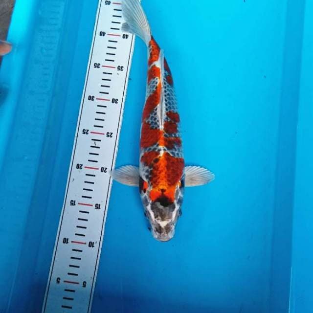 RED KUJAKU