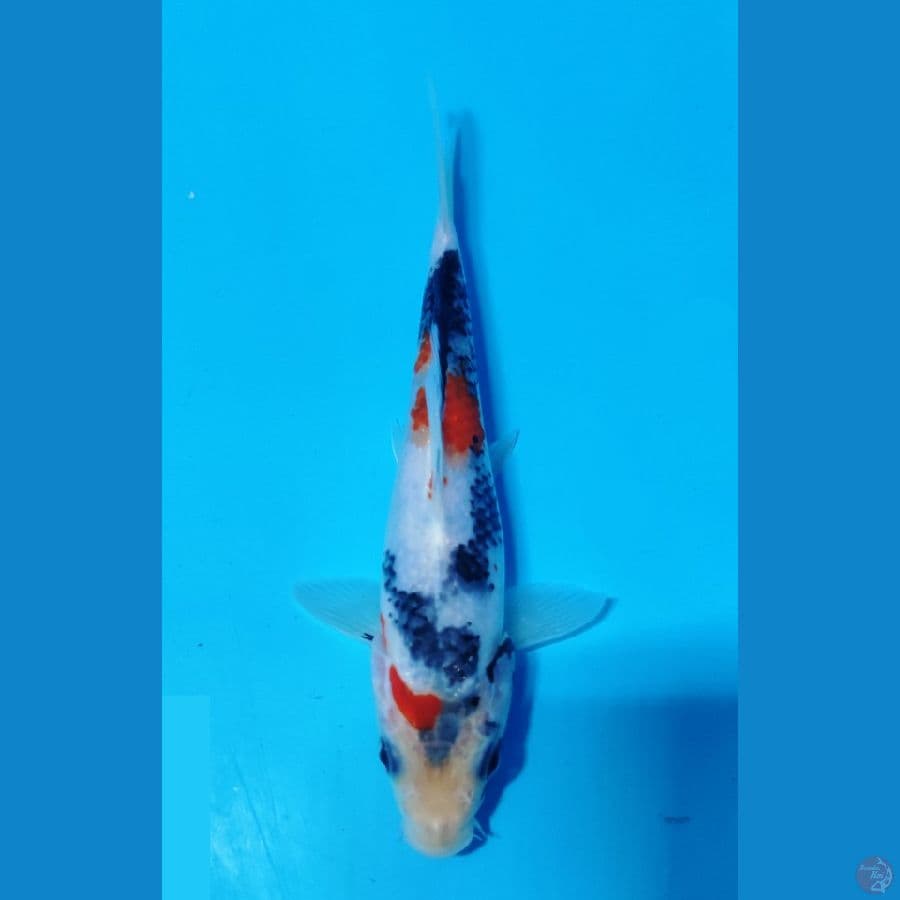 kindai showa 15cm