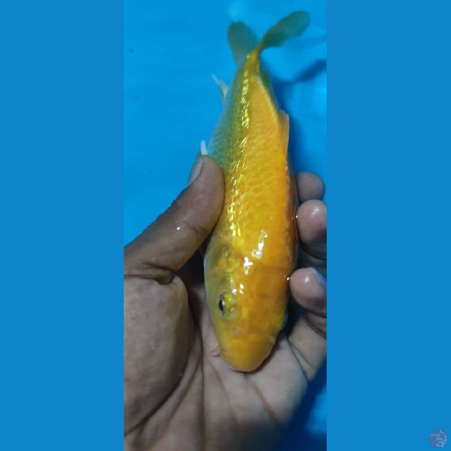 kharasi ginrin padet MM 23cm