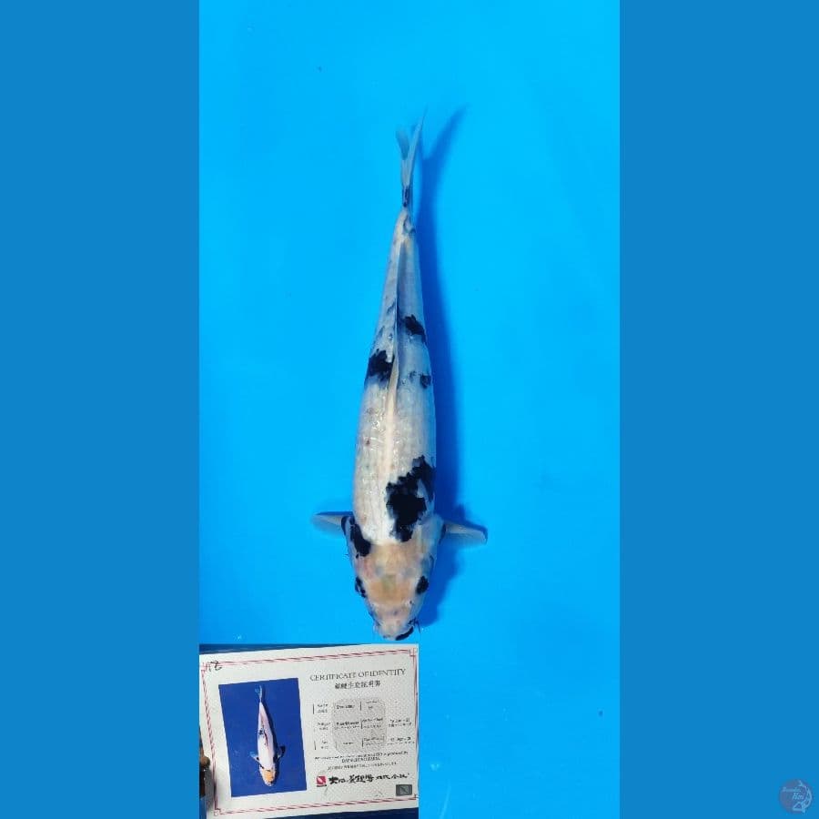 SHIRO IMPORT DAINICHI KOI FARM MALE 38cm