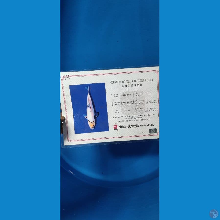 SHIRO IMPORT DAINICHI KOI FARM MALE 38cm