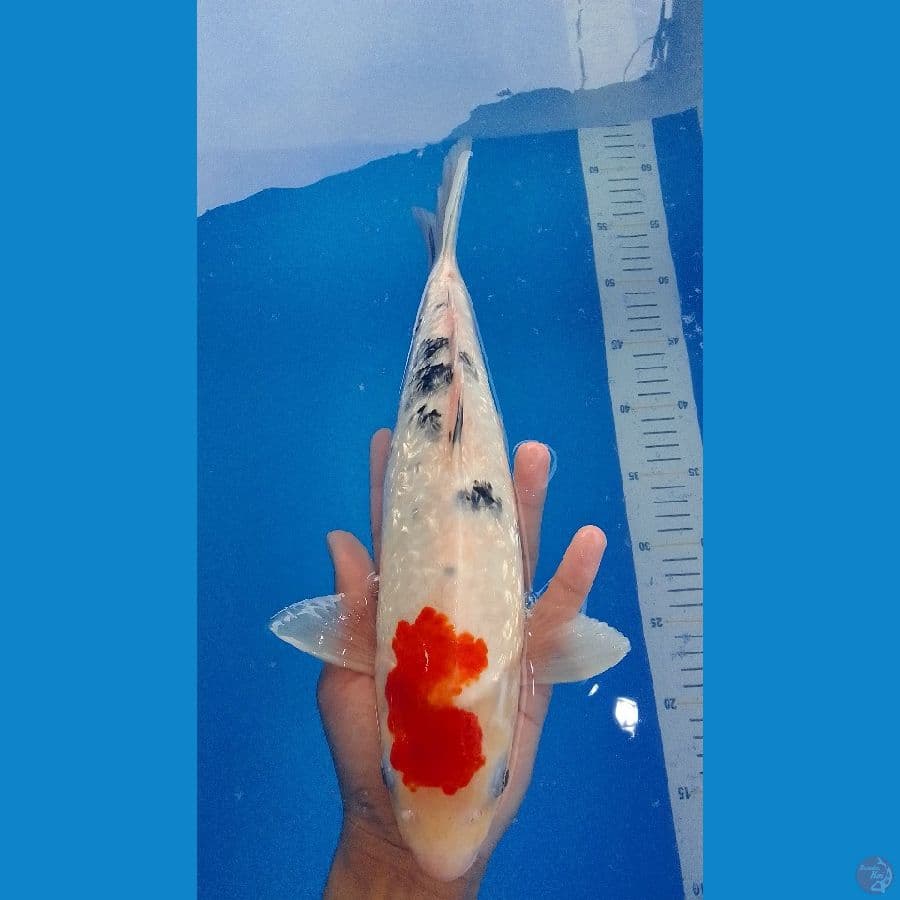 Sanke ginrin jantan 33 cm
