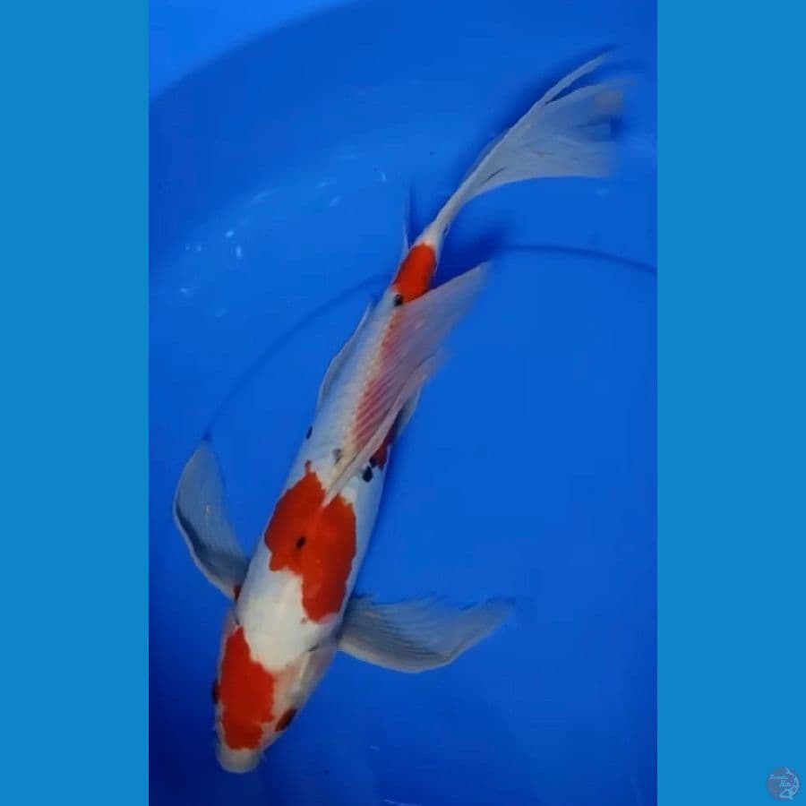 kumpay 42 cm