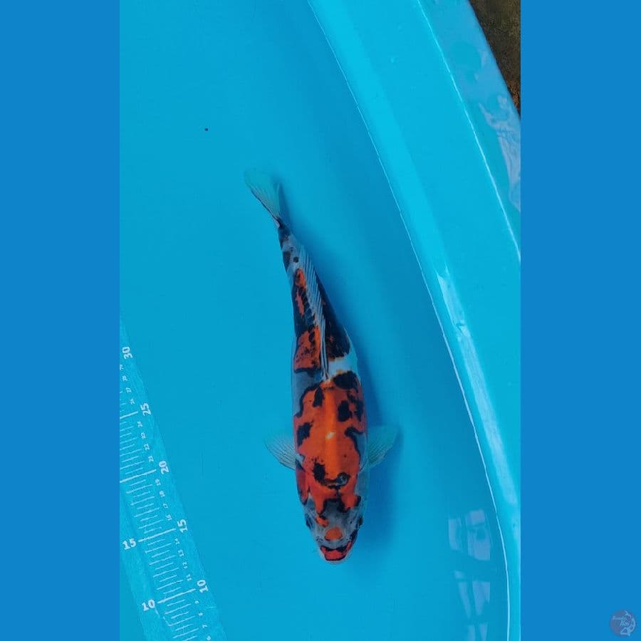 Ghosiki doitsu 35cm
