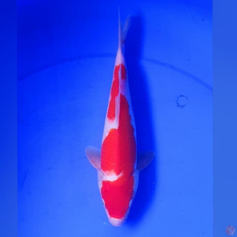 KOHAKU 25CM