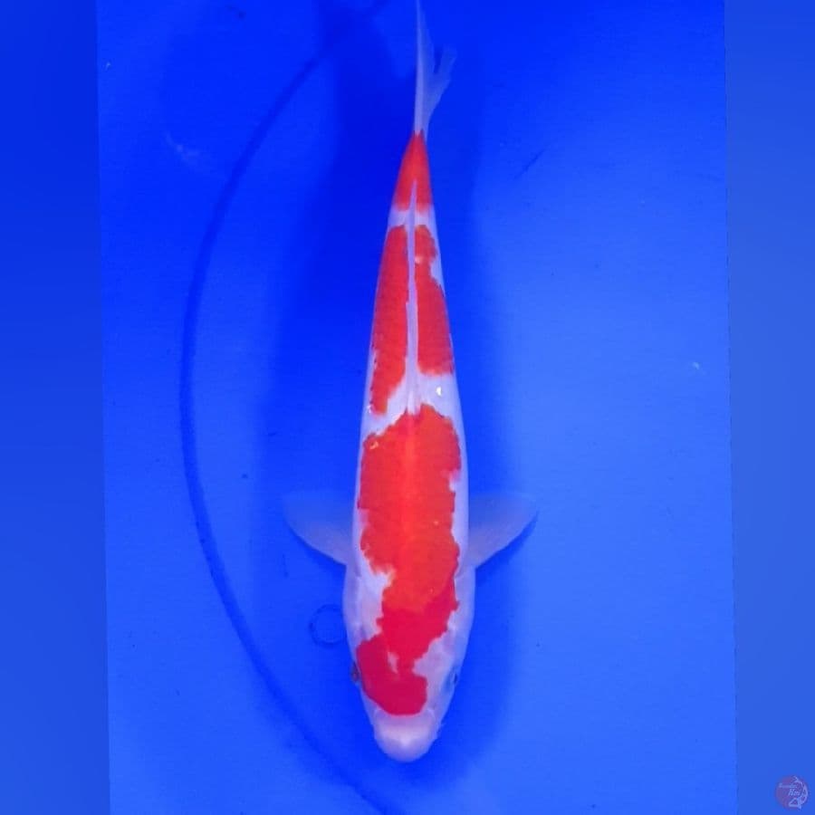 KOHAKU 28CM