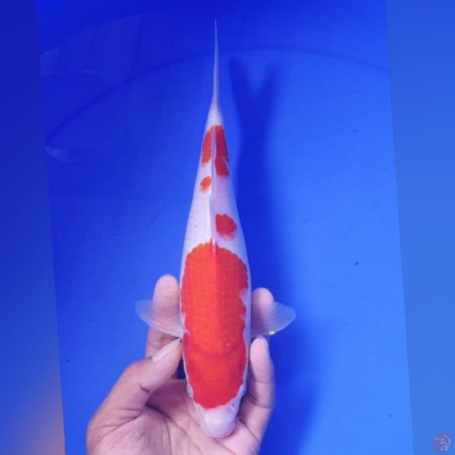 KOHAKU 26CM