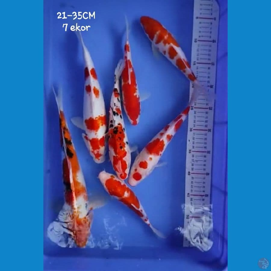 Kohaku Sanke 7 ekor
