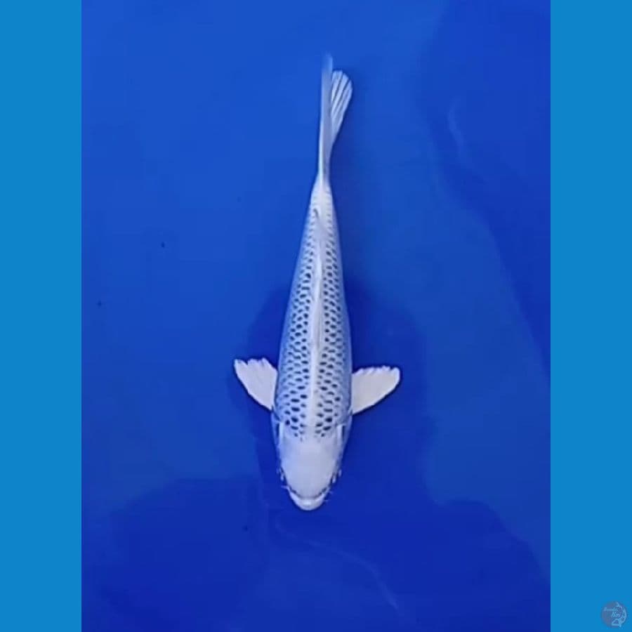 HIKARI MUJIMONO (JUARA 4 1st Bogor Koi Show)