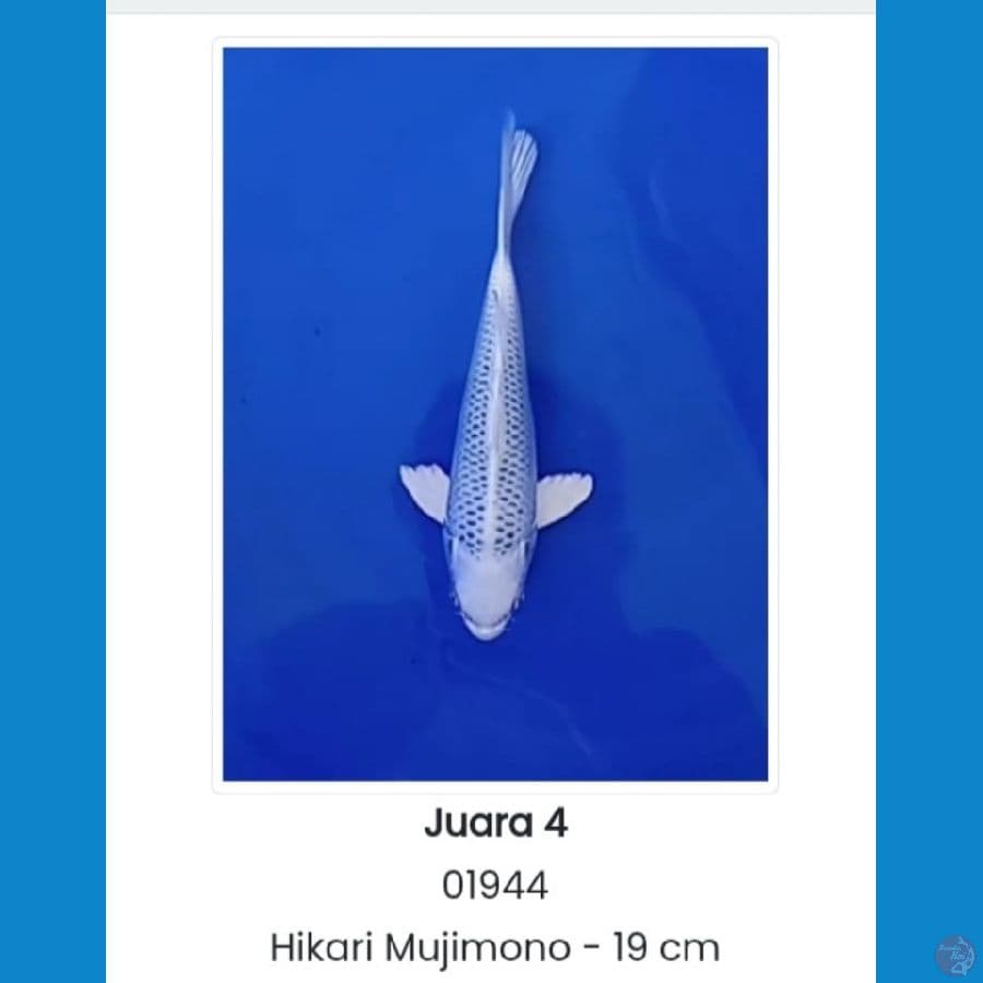 HIKARI MUJIMONO (JUARA 4 1st Bogor Koi Show)