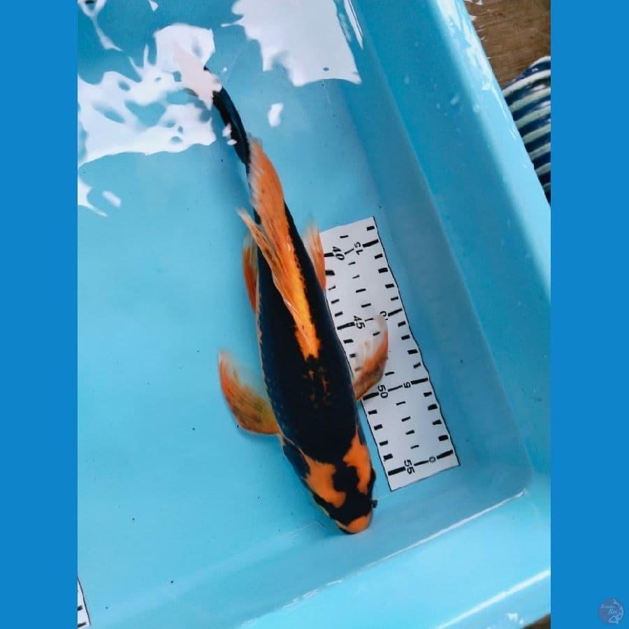 kabuto sleyer 34cm SQ