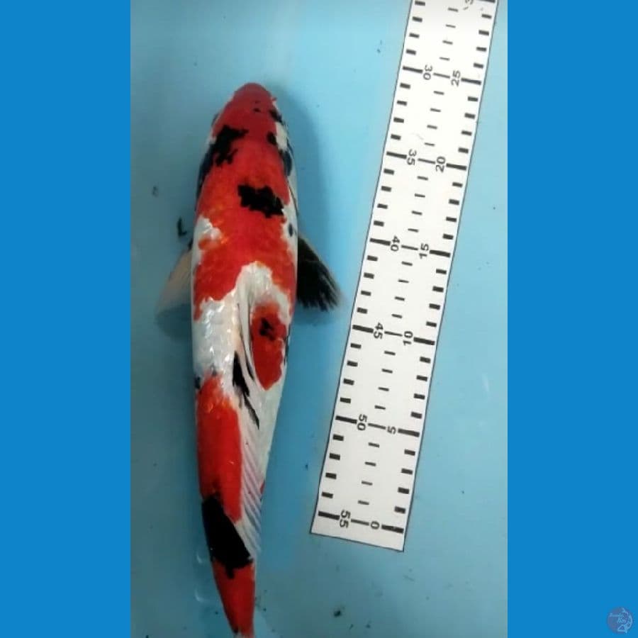 showa gindrin SQ merah strong 34cm