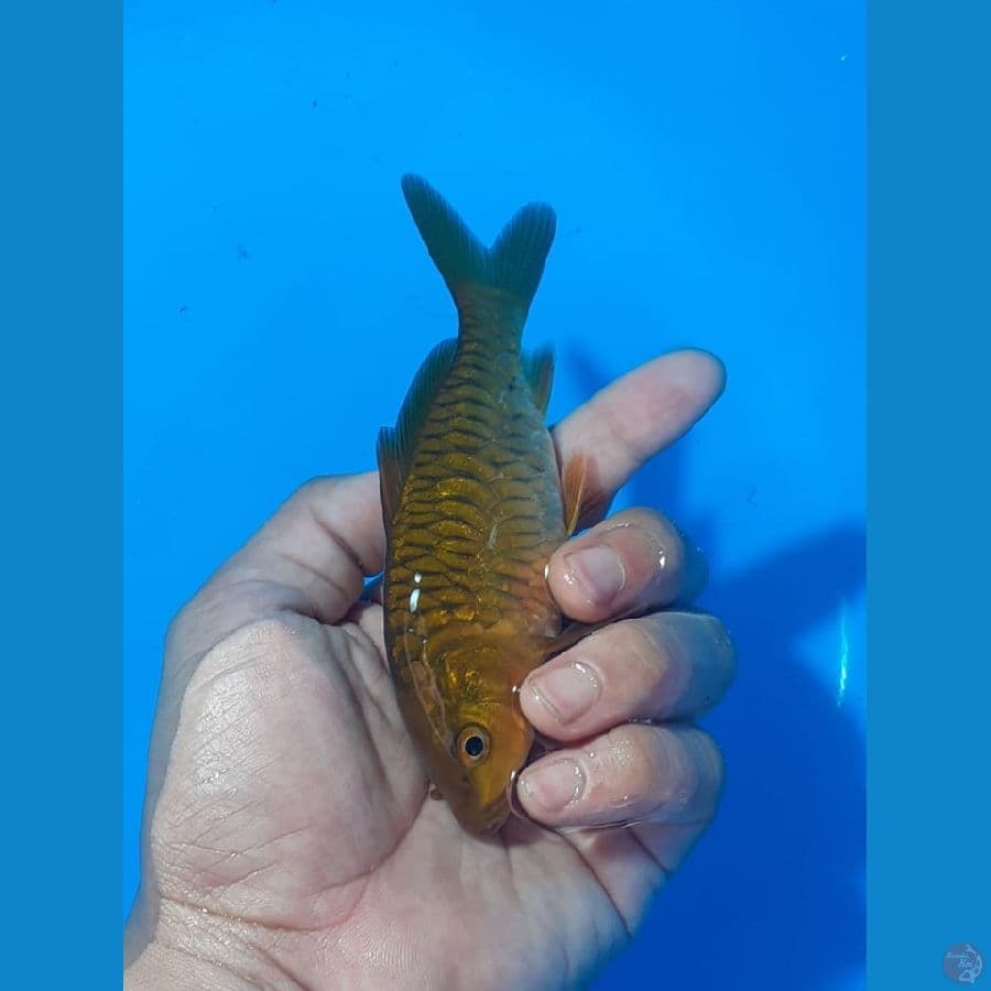 ARAGOKE POLOS (JUARA 5 1st BOGOR Koi Show)
