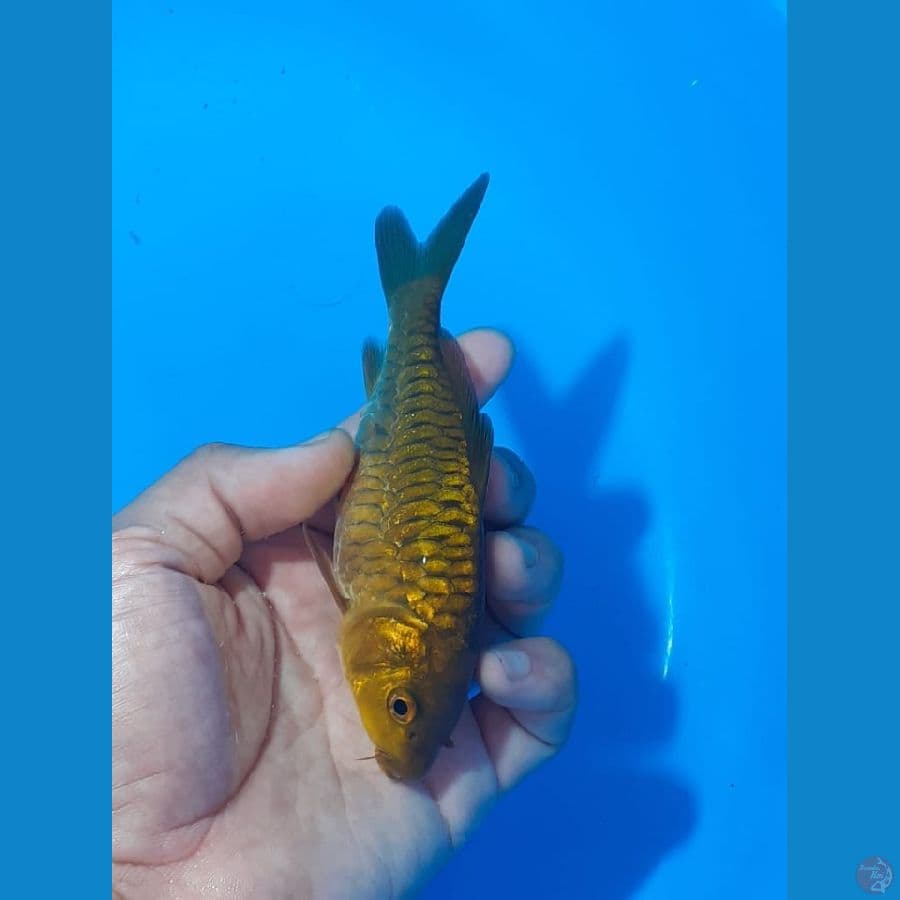 ARAGOKE POLOS (JUARA 5 1st BOGOR Koi Show)