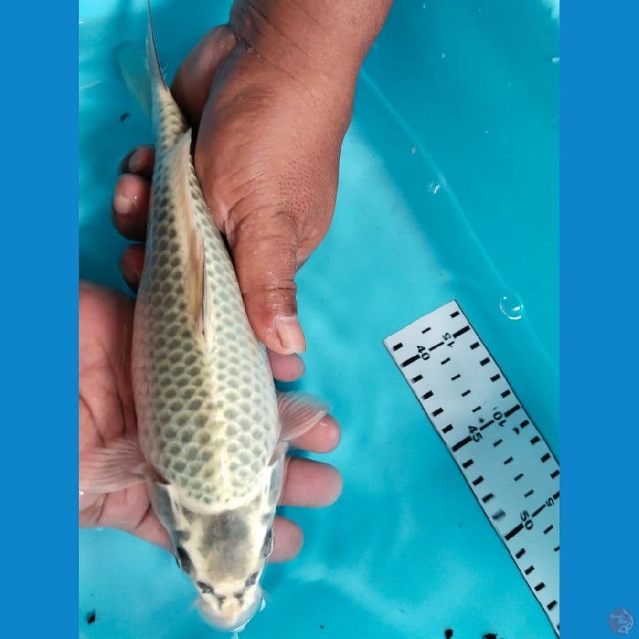 mukasi berpunuk grandong 27cm