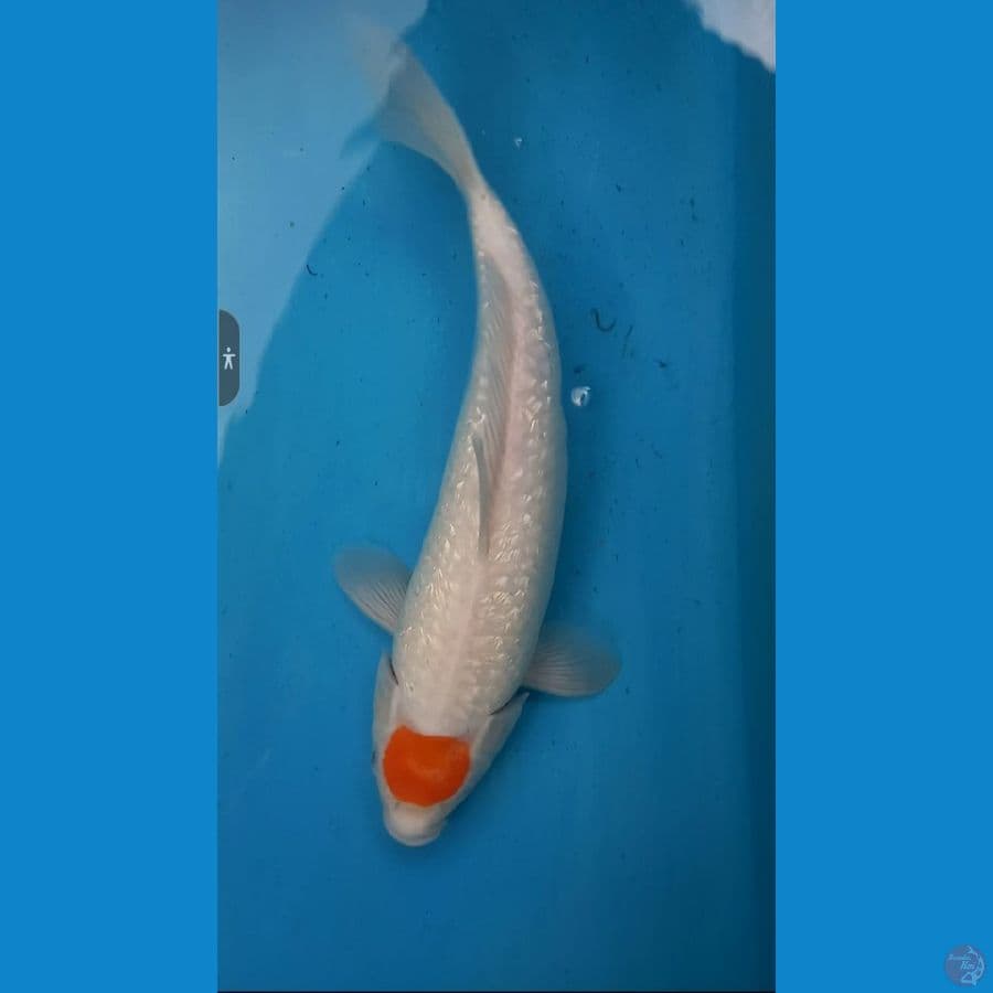 tc kohaku ginrin 40cm