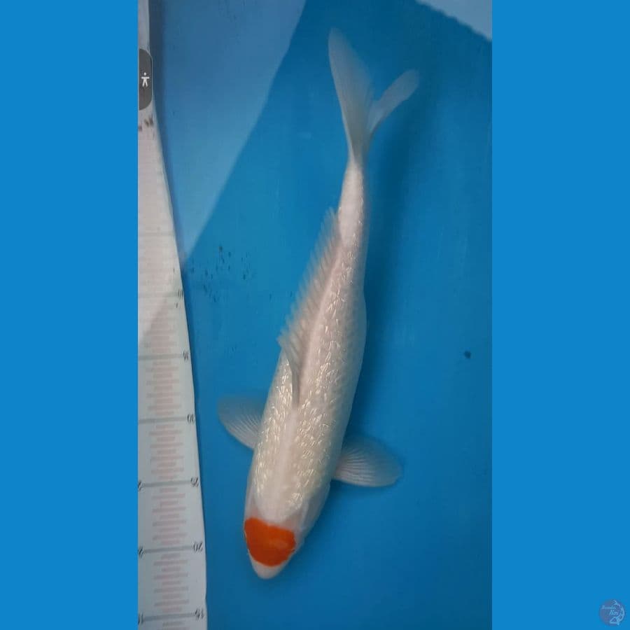 tc kohaku ginrin 40cm
