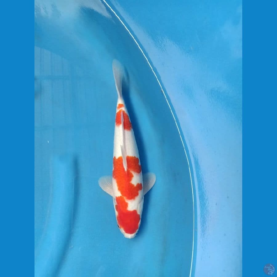 kohaku