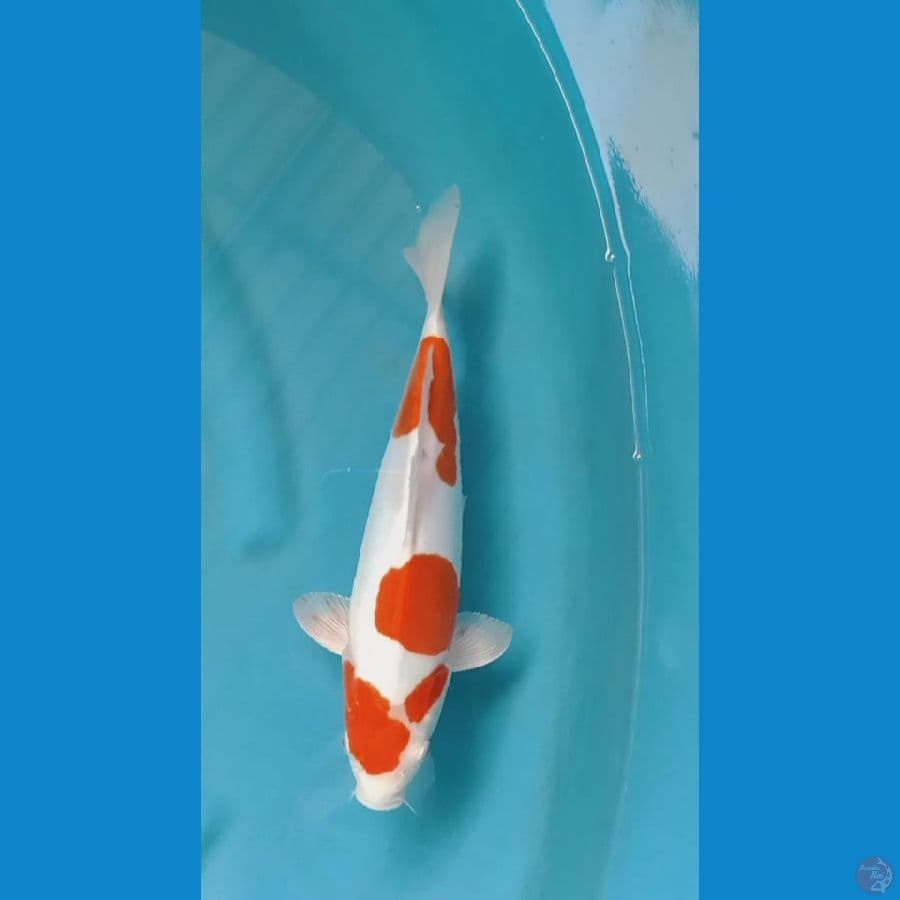 kohaku doitsu