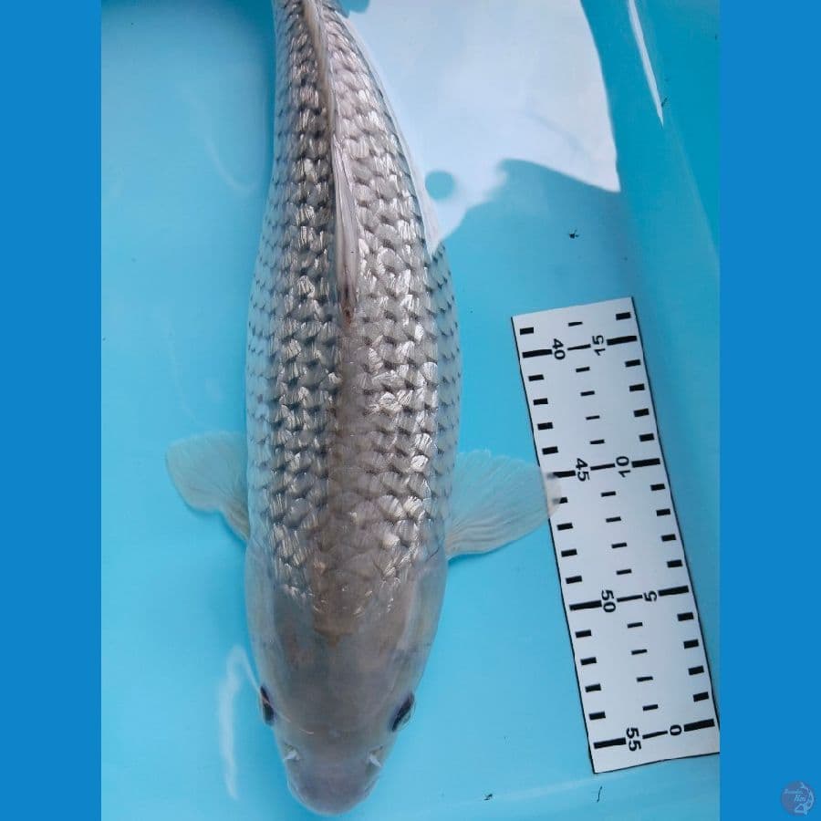 soragoi ginrin 40cm