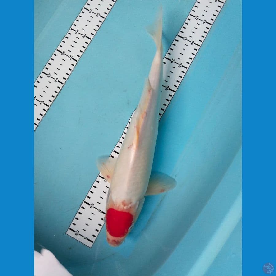 tancho kuhaku 40cm