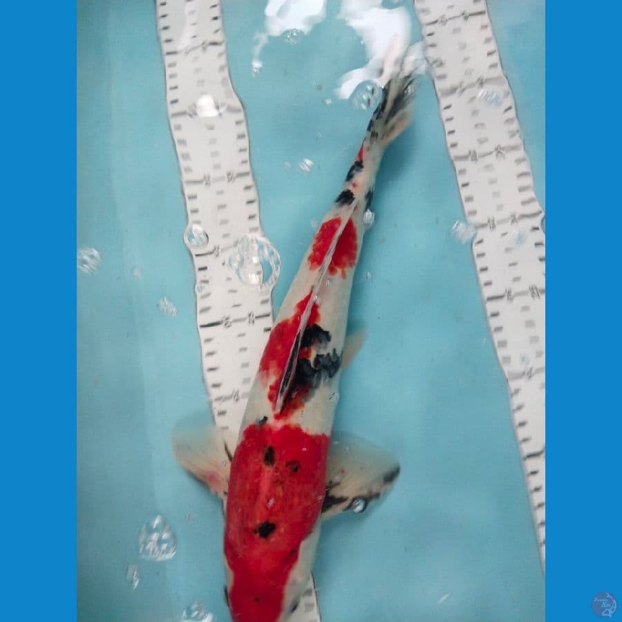 showa 38cm female