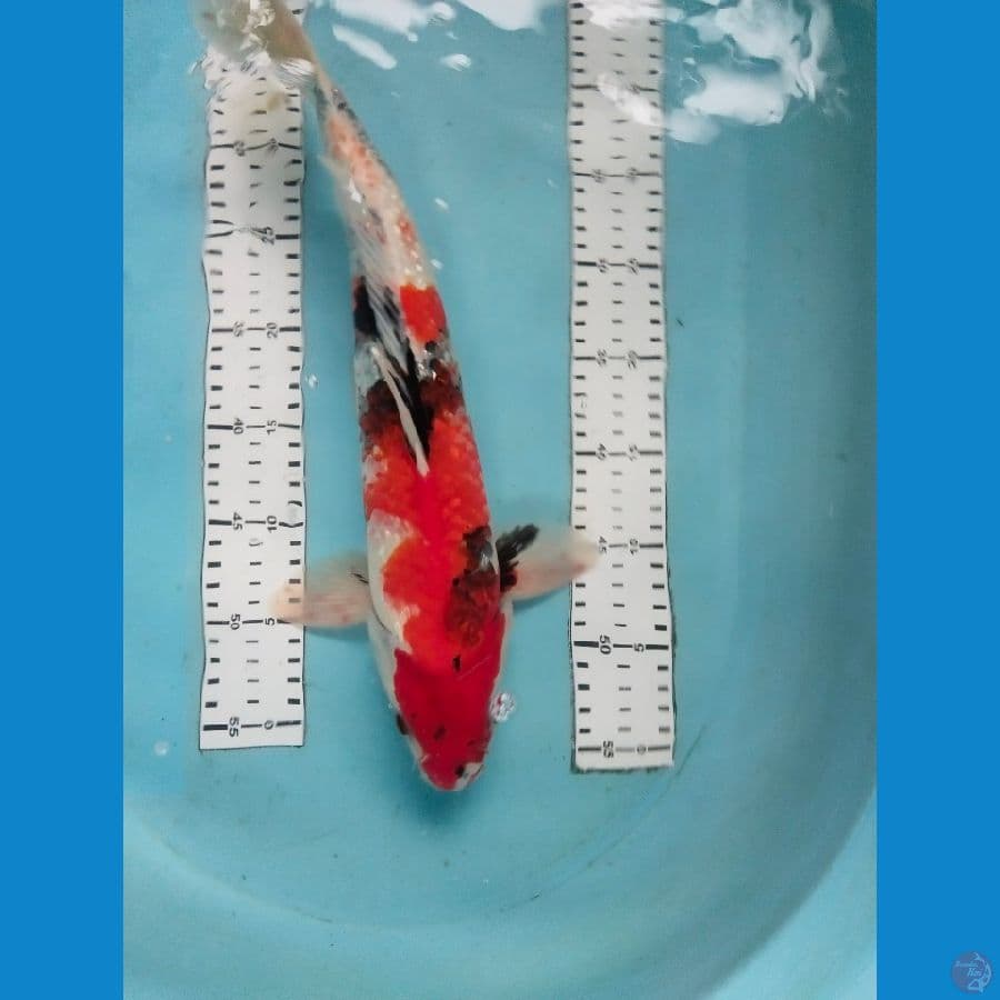 showa ginrin 42cm