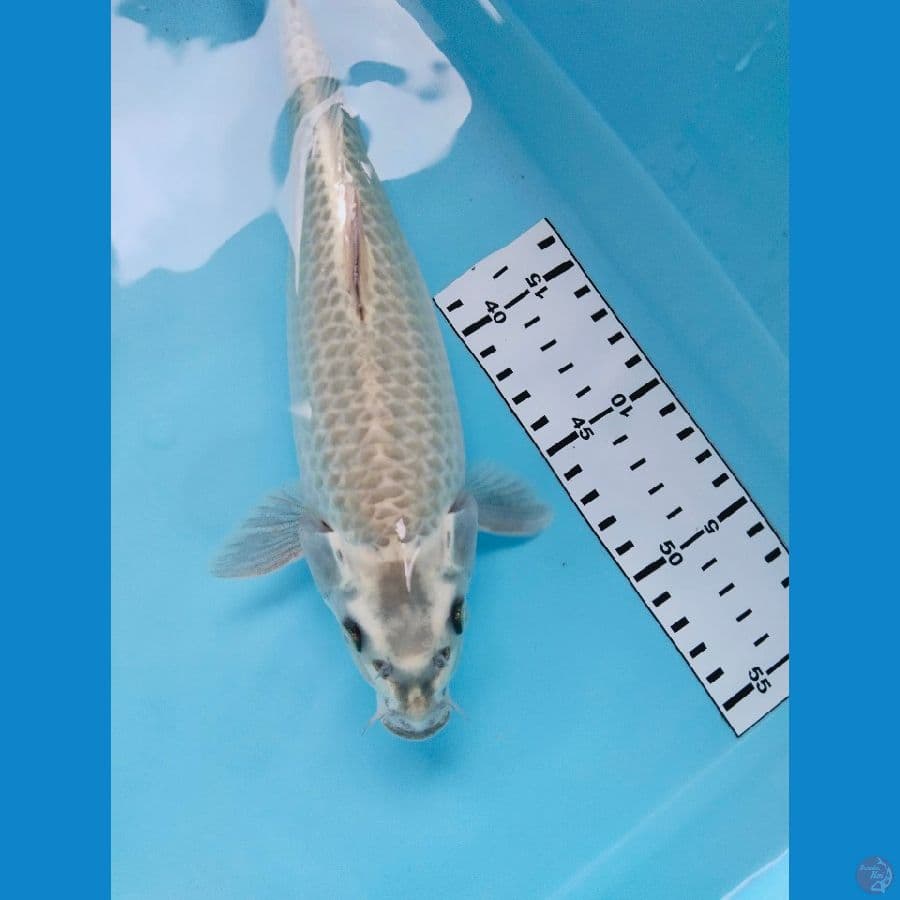 mukasi 28cm