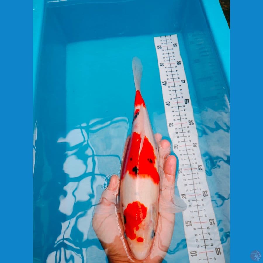 SANKE STEP3 30CM