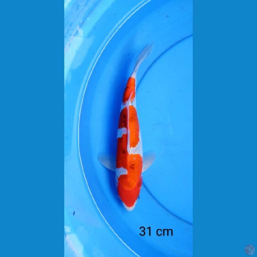 inazuma kohaku 31 cm