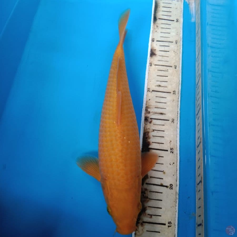 karamel 34 cm