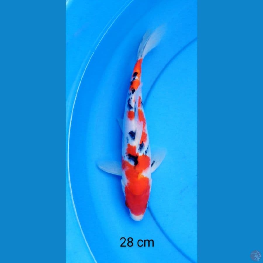 sanke 28 cm