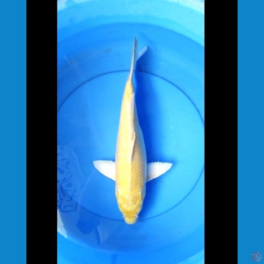 Karashi 42 cm