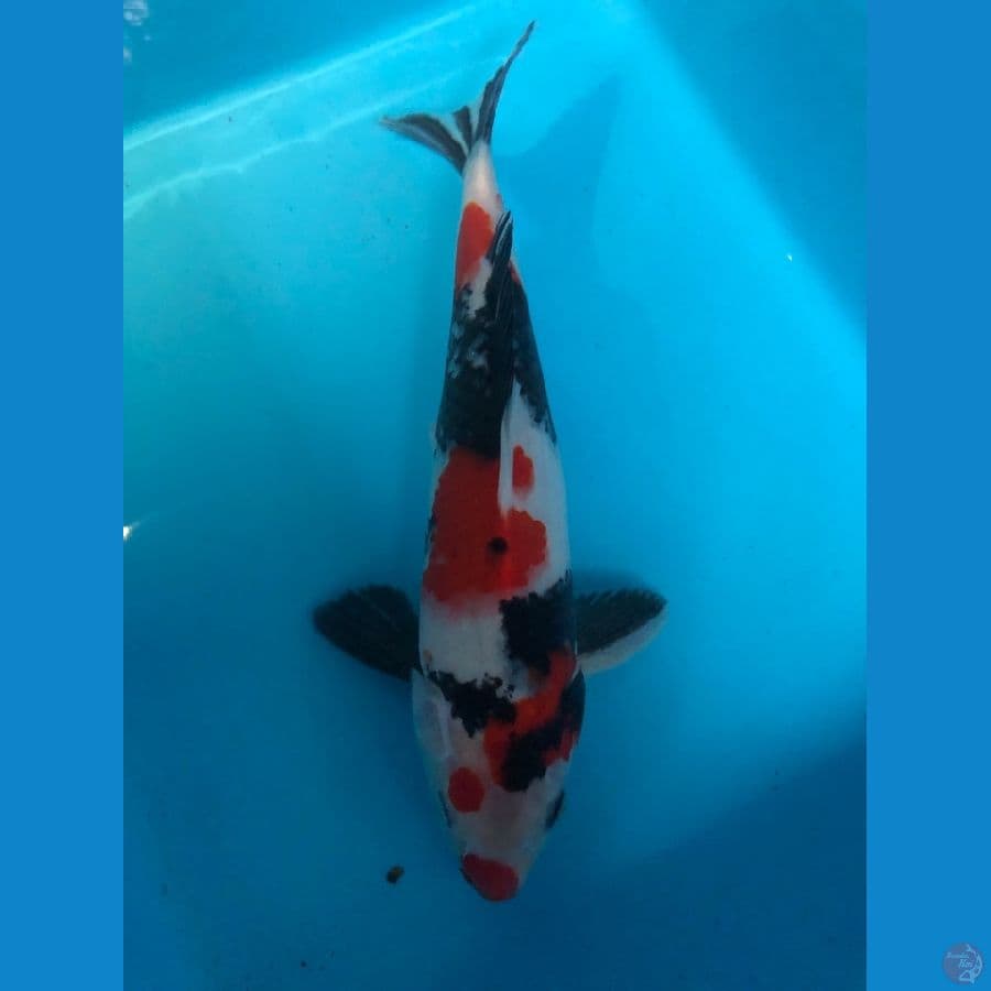 Showa 25cm