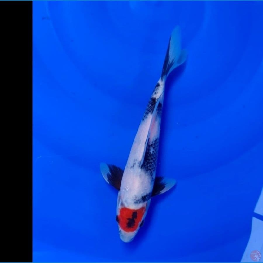 Koi Import Jepang Tancho Showa (Sertifikat Miyako) 26cm