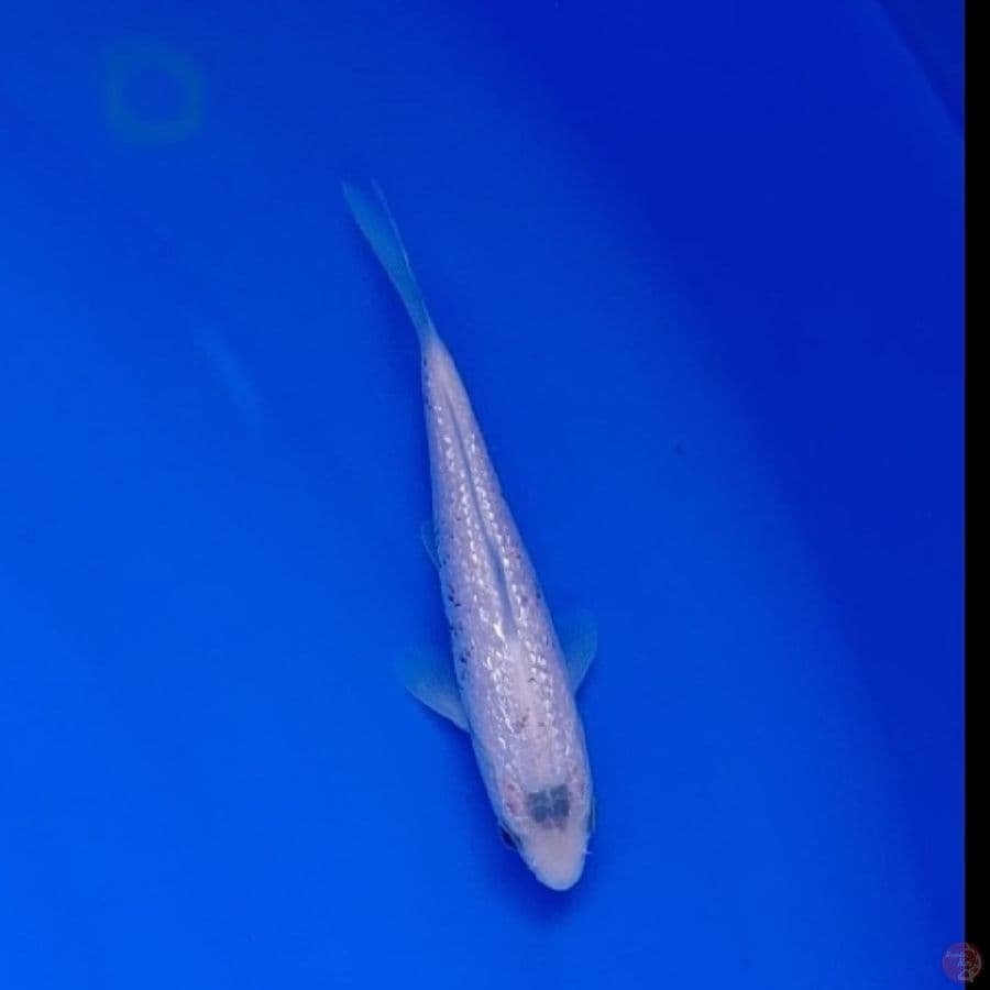 Koi Import Jepang Ginrin Kawari (Sertifikat Tanaka) 17cm