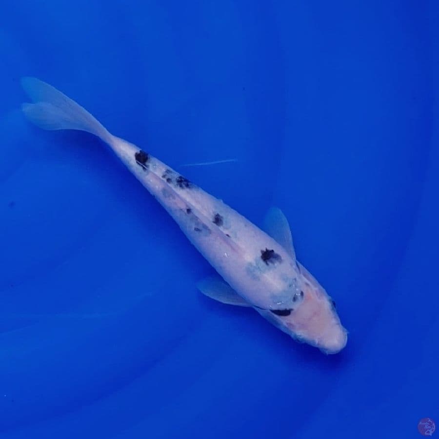 Koi Import Jepang Shiro Bekko (Sertifikat Tsuna) 27cm