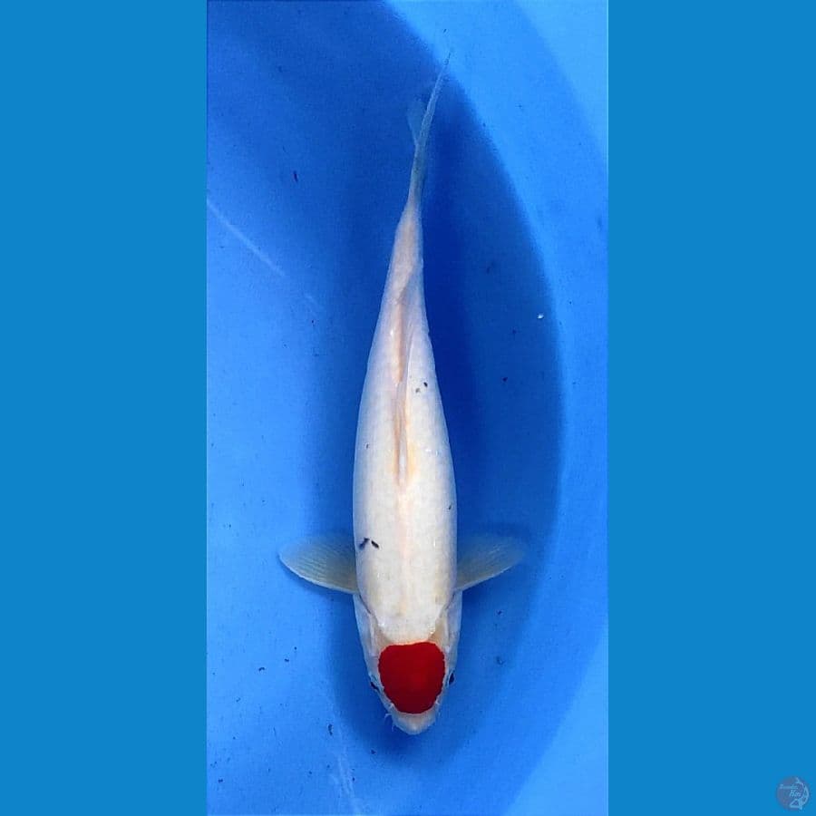 Tancho 35cm