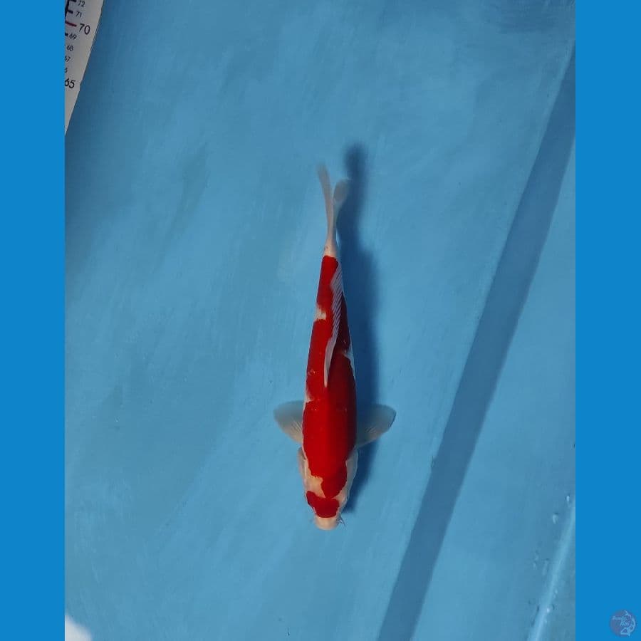 kohaku 32cm