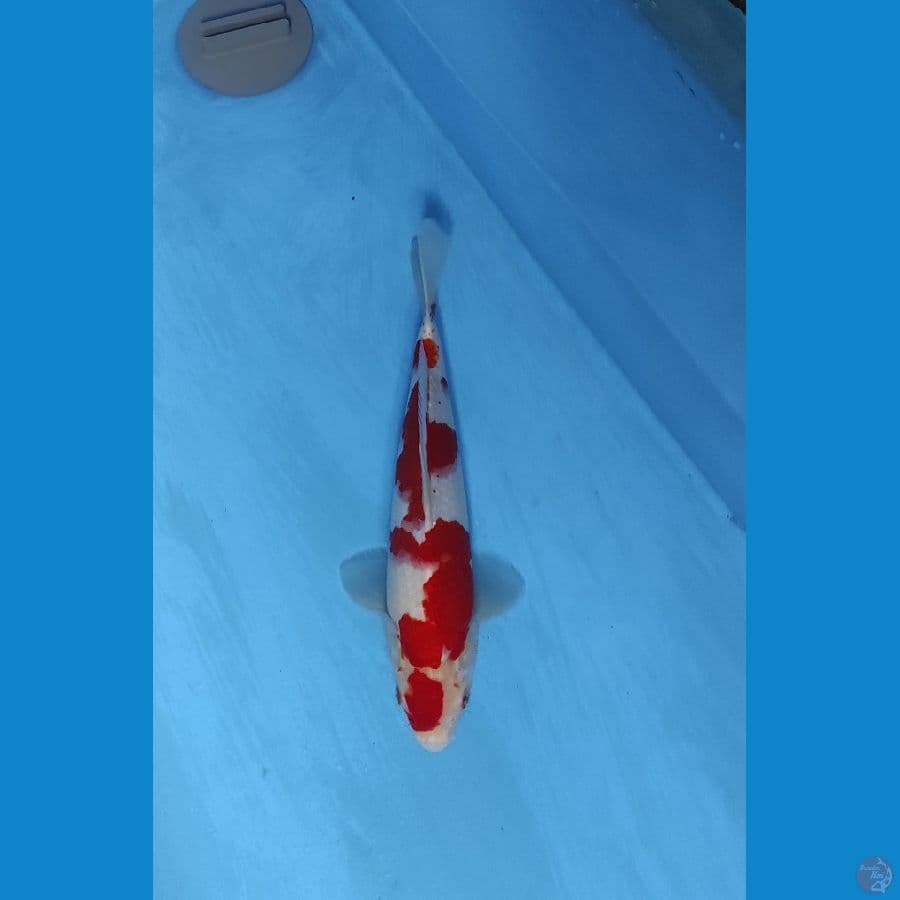 kohaku 32cm