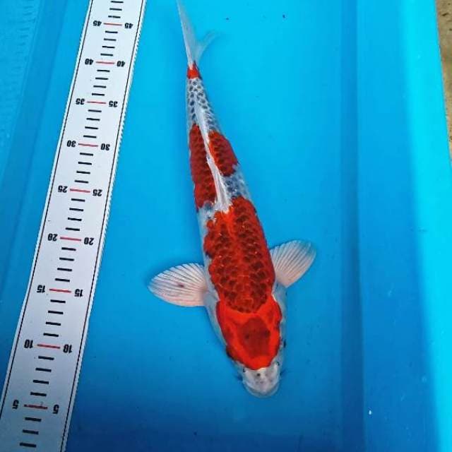 RED KUJAKU