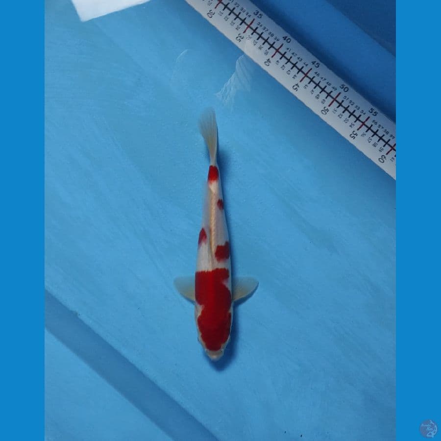 kohaku 32cm