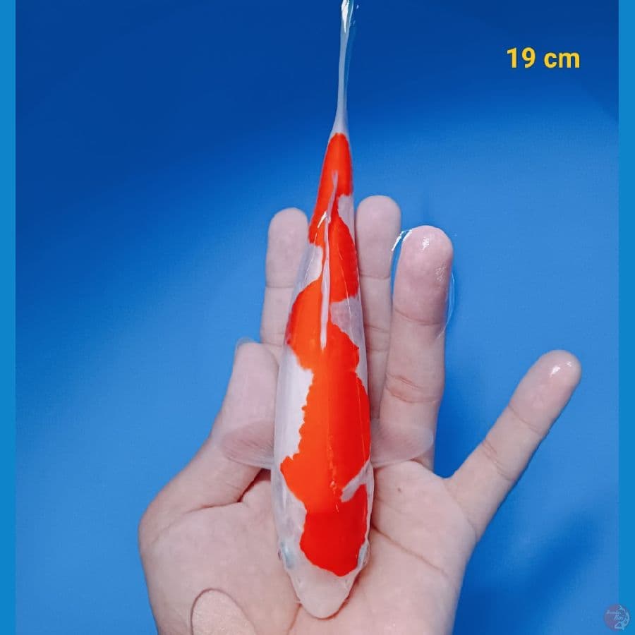 inazuma 19 cm