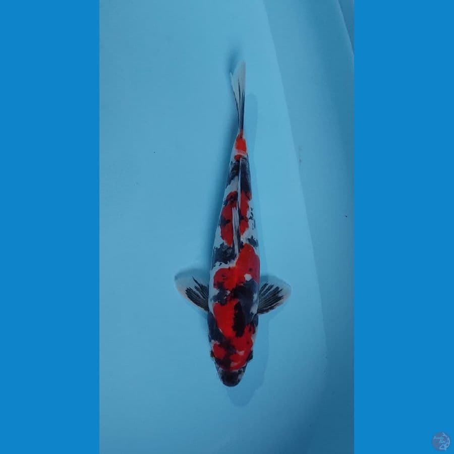showa doitsu male 28 cm