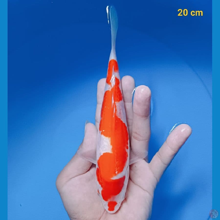 Inazuma 20 cm