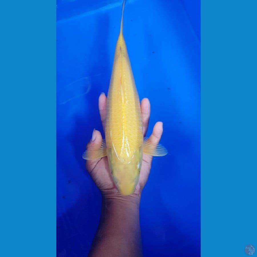 karashi 30 cm
