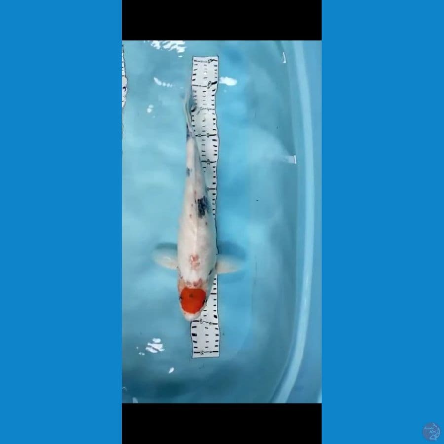 tc showa 41cm
